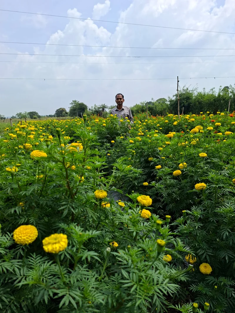 गुलाब के बाद अब खुले खेतों के फूलों से बनेगी गुना की नई पहचान
